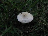 Melanoleuca exscissa var. exscissa image