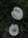 Melanoleuca exscissa var. exscissa image