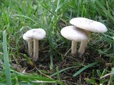 Melanoleuca exscissa var. exscissa image