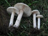 Melanoleuca exscissa var. exscissa image