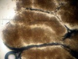 Scleroderma reae image