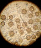 Scleroderma reae image