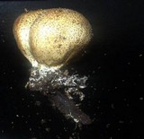 Scleroderma areolatum image
