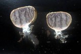 Scleroderma areolatum image