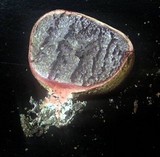 Scleroderma areolatum image