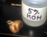 Scleroderma areolatum image