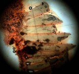 Melanoleuca exscissa var. exscissa image