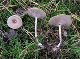 Clitocybe metachroa image