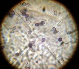 Melanoleuca exscissa var. exscissa image