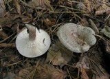 Lactarius blennius image