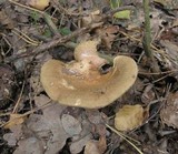 Paxillus involutus image