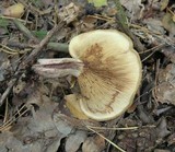 Paxillus involutus image
