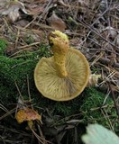 Pholiota flammans image