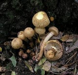 Pholiota squarrosa image