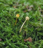 Rickenella fibula image