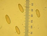 Gomphidius glutinosus image