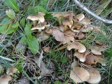 Pholiota terrestris image