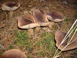 Tricholoma imbricatum image