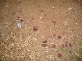 Tricholoma imbricatum image