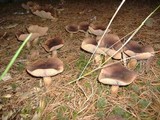 Tricholoma imbricatum image