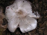 Agaricus californicus image