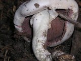 Agaricus californicus image