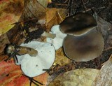 Melanoleuca melaleuca image