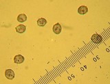 Melanoleuca melaleuca image