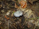 Entoloma bloxami image