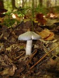 Entoloma bloxami image