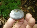 Entoloma bloxami image