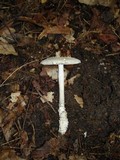 Amanita onusta image