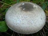 Agaricus moelleri image