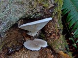 Pleurotus dryinus image