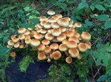 Hypholoma capnoides image