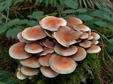 Hypholoma capnoides image