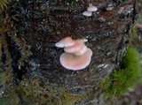 Pleurotopsis longinqua image