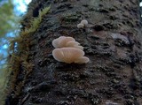 Pleurotopsis longinqua image