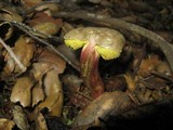 Xerocomellus mendocinensis image