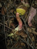 Xerocomellus mendocinensis image