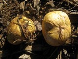 Rhizopogon ochraceorubens image