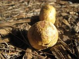 Rhizopogon ochraceorubens image
