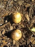 Rhizopogon ochraceorubens image