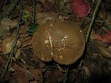 Xerocomellus mendocinensis image