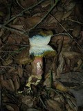 Xerocomellus mendocinensis image