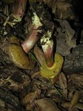 Xerocomellus mendocinensis image