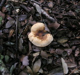 Agaricus semotus image