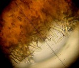 Xerocomellus mendocinensis image