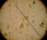 Xerocomellus mendocinensis image