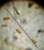 Xerocomellus mendocinensis image